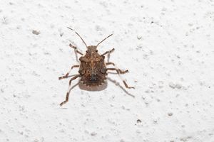 A bug with intricate markings on a textured surface
