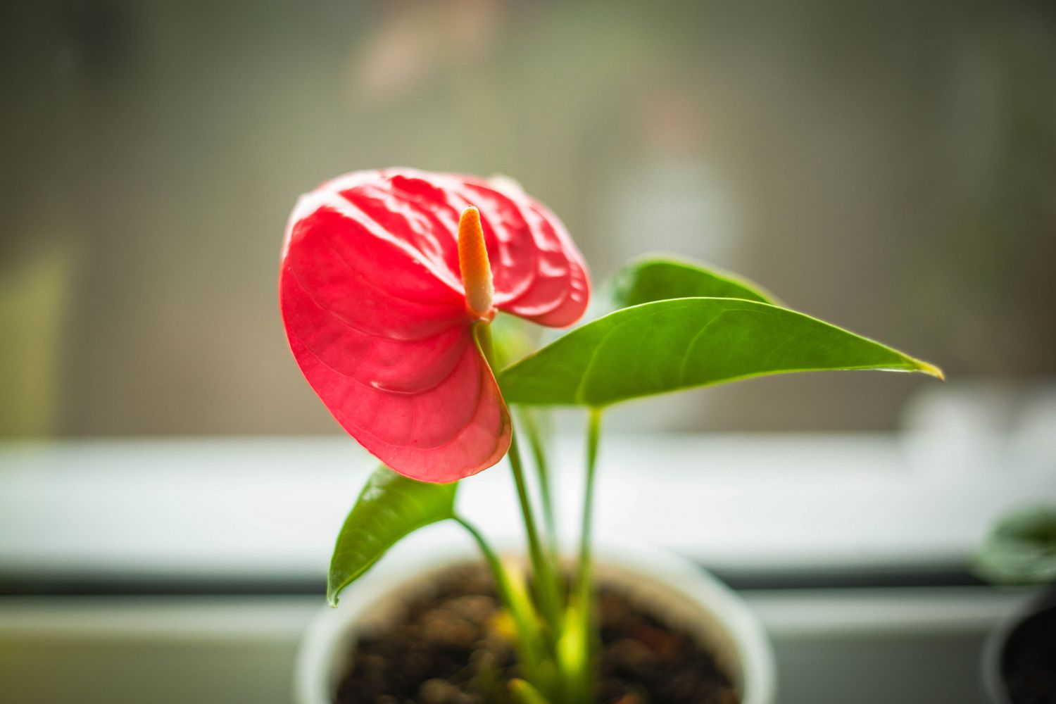 Close-up of a blooming red anthurium in a white flower pot on a windowsill