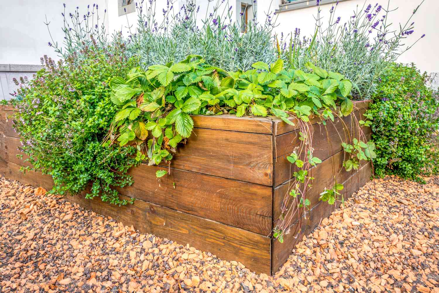 Raised garden bed with herbs and weeds