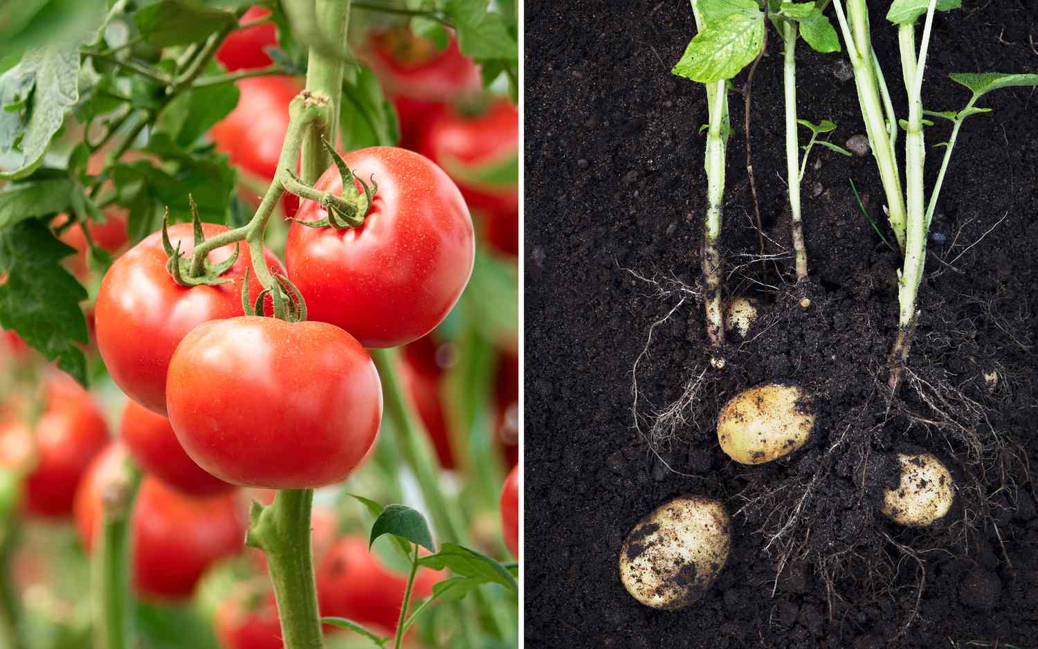 tomatoes and potatoes growing