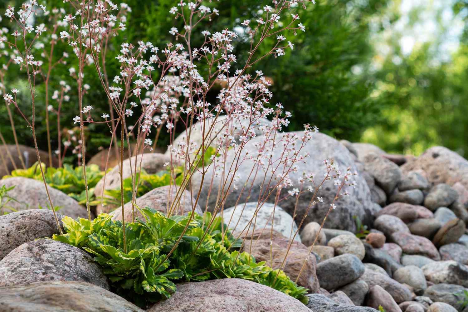 plants growing between rocks