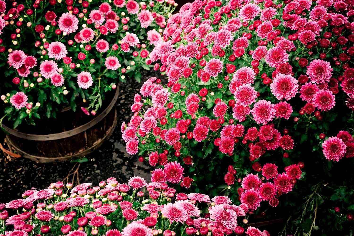 Pink mums in garden