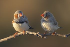 Two small birds sitting on a branch facing each other