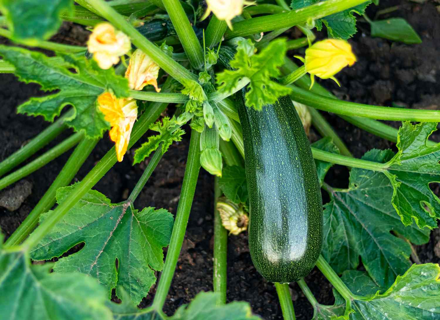 zucchini and zucchini flowers growing in a garden