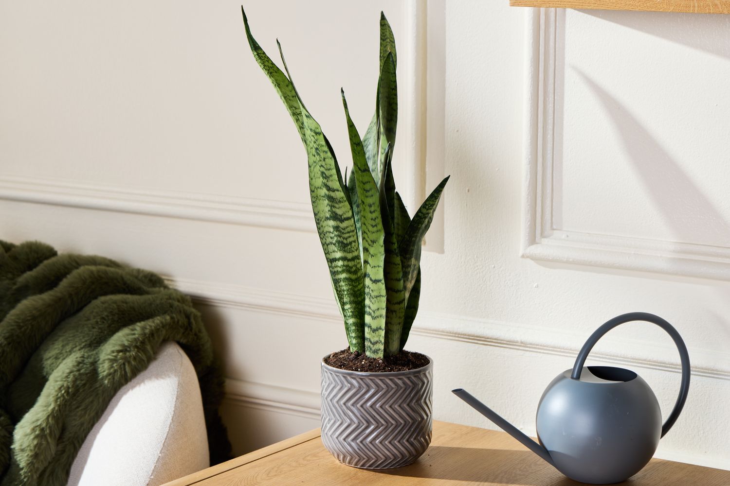 A potted snake plant next to a watering can on a wooden surface a textured pot