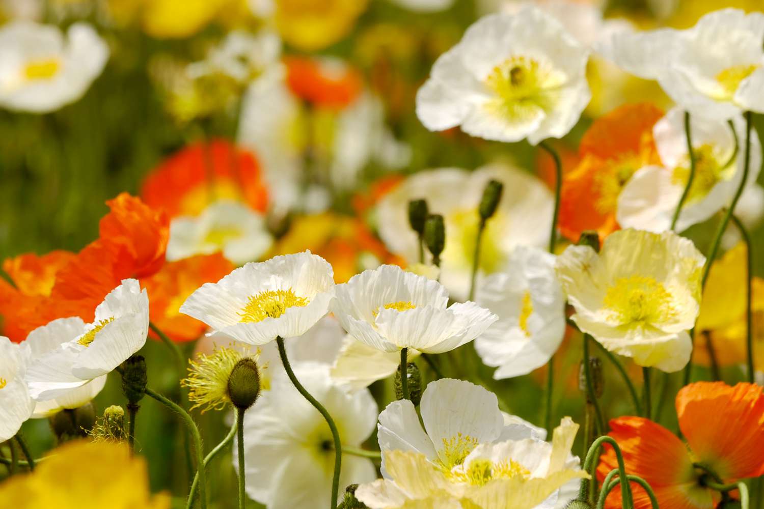 Orange and white poppies