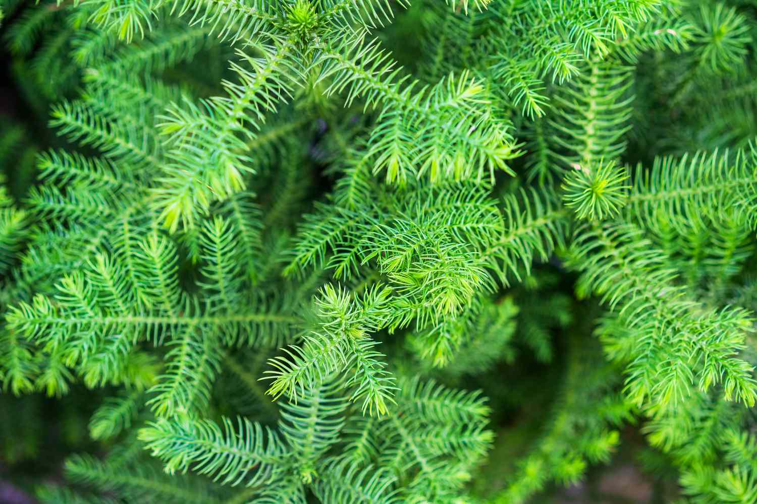 Asparagus fern 