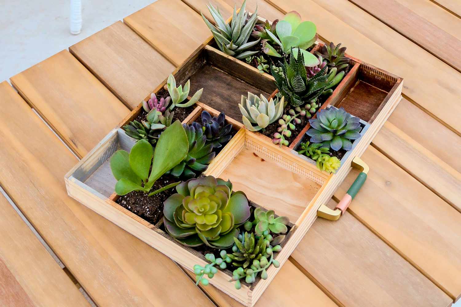 Succulent in letterpress tray