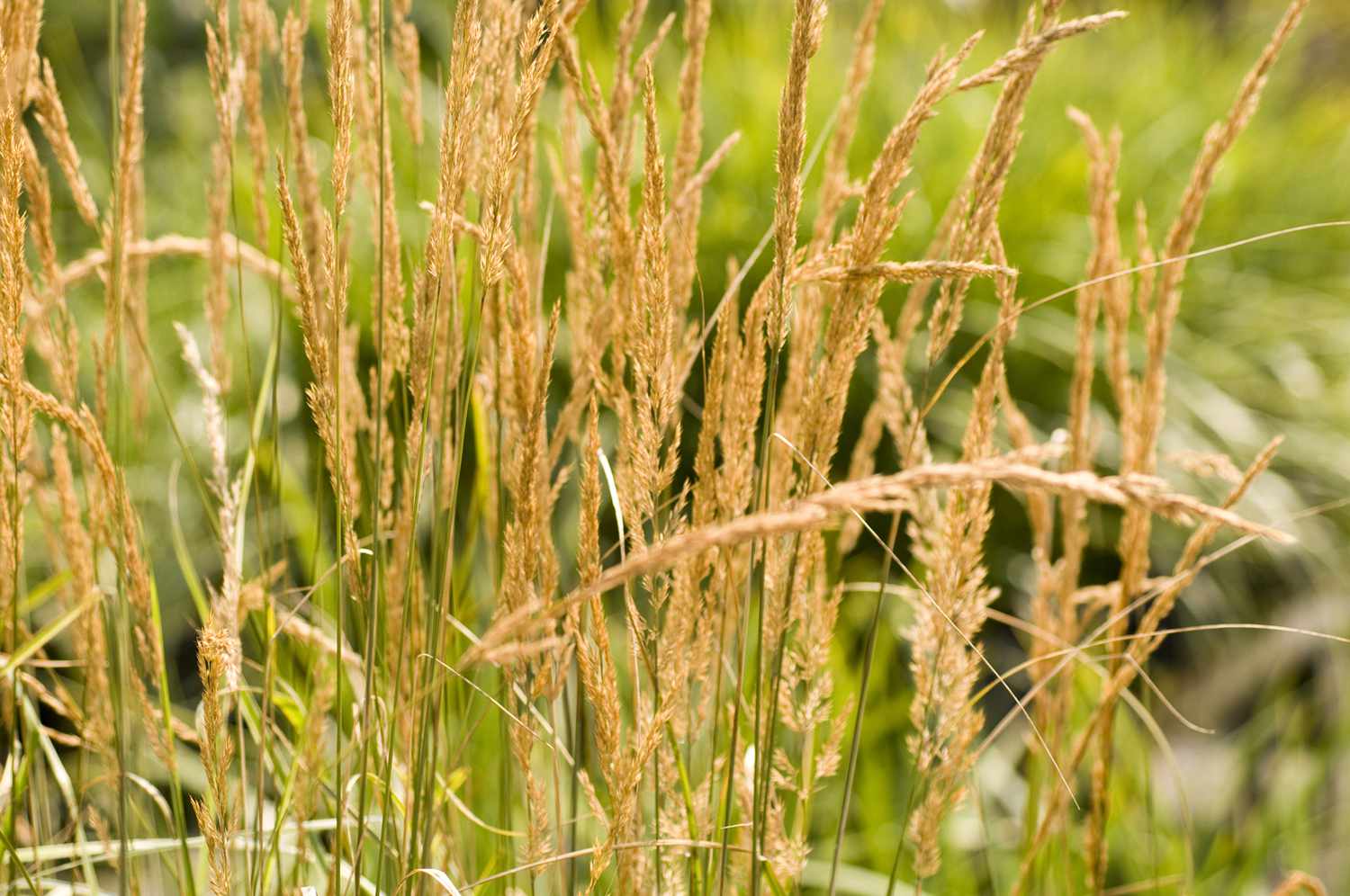 Feather Reed Grass Overdam