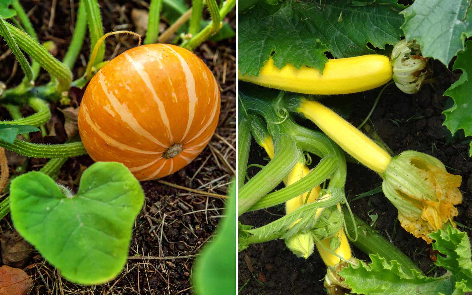 pumpkins and summer squash growing