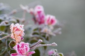 pink rose bush with frost
