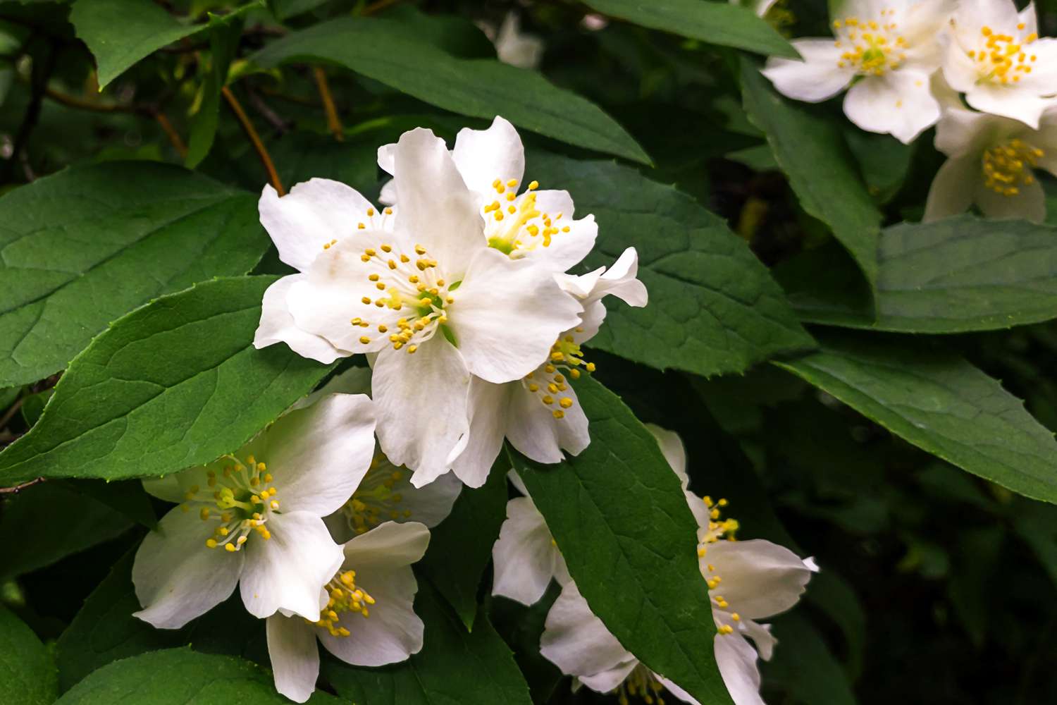 Mock Orange