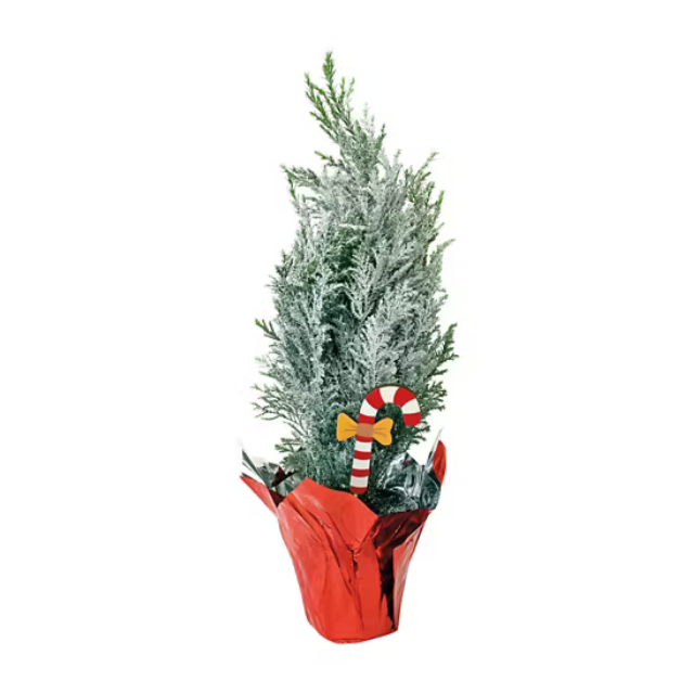 Small potted evergreen tree with a candy cane decoration