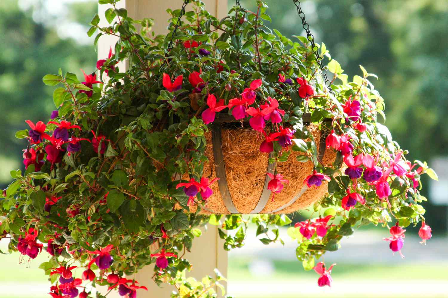 Fuchsia hanging on front porch
