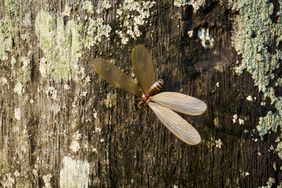 A flying termite winged insect resting on a moss-covered tree bark
