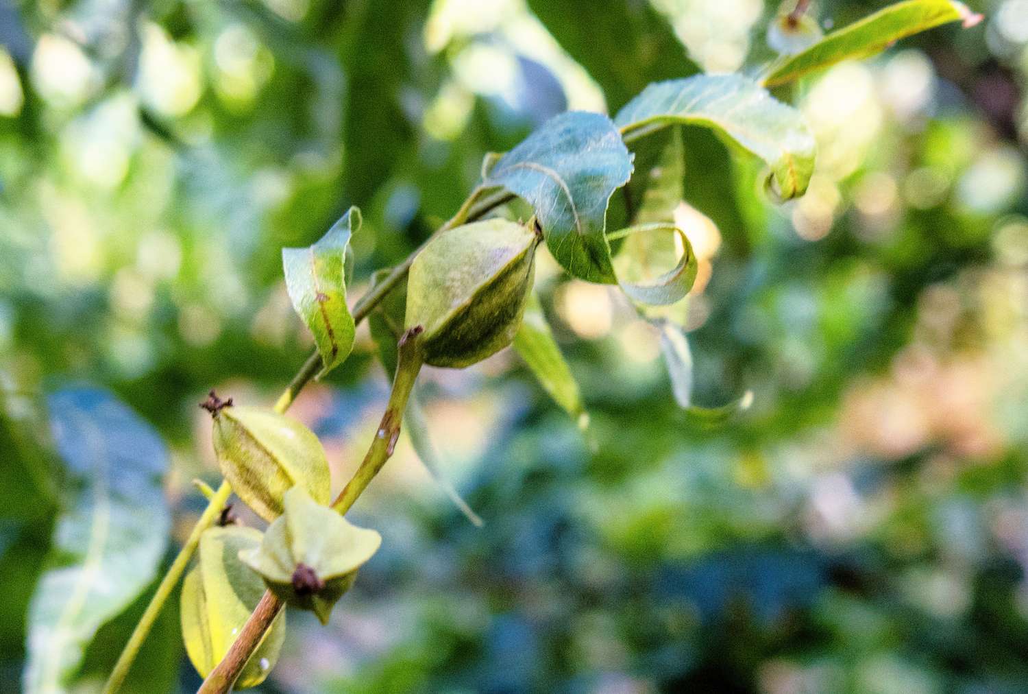 Branch with pecans growing surrounded by foliage