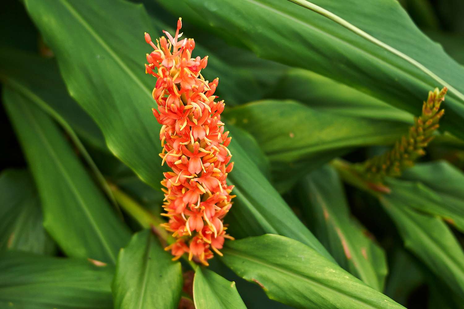 Hardy Ginger bloom 