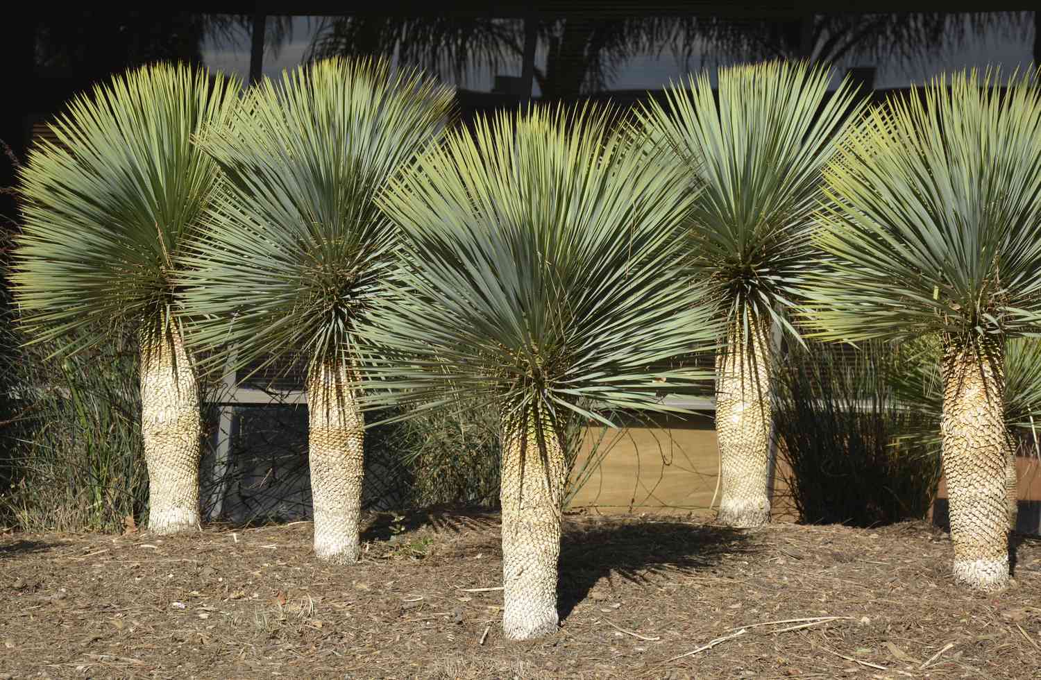 Yucca