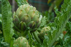 Artichoke growing in garden