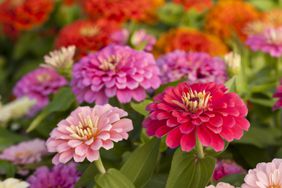 Colorful zinnias in the garden.