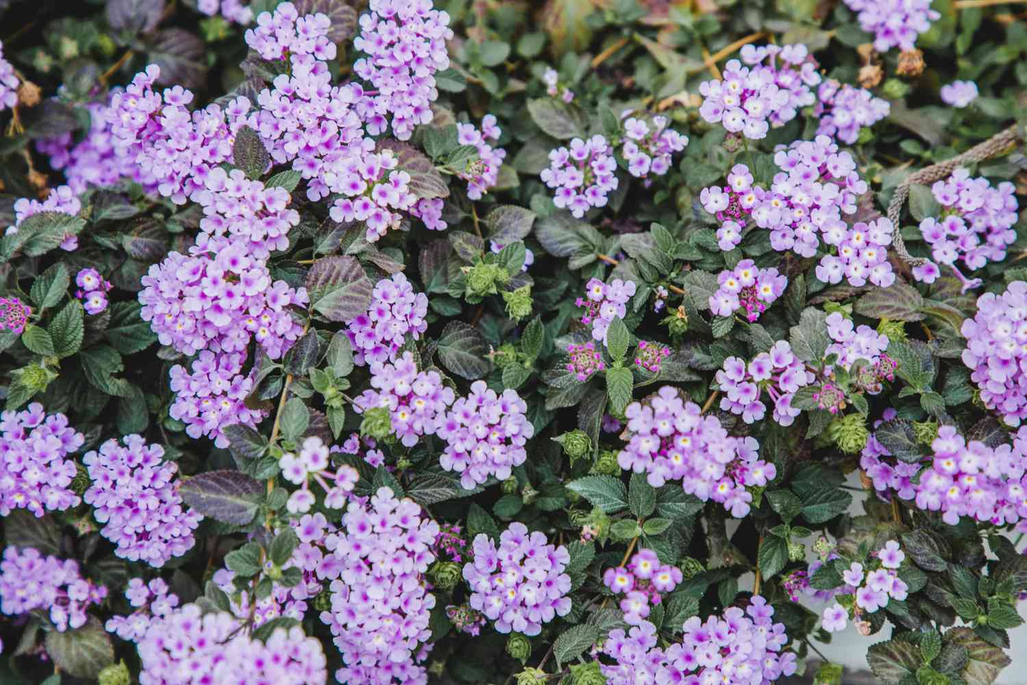 Sweet Alyssum