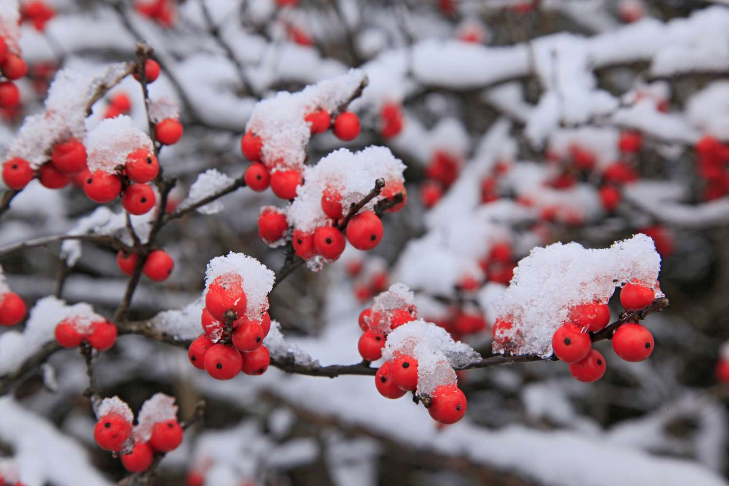 Winterberry Holly (Ilex Verticellata) red berries under early winter snowfall, in Long Lake, Adirondack Park, USA
