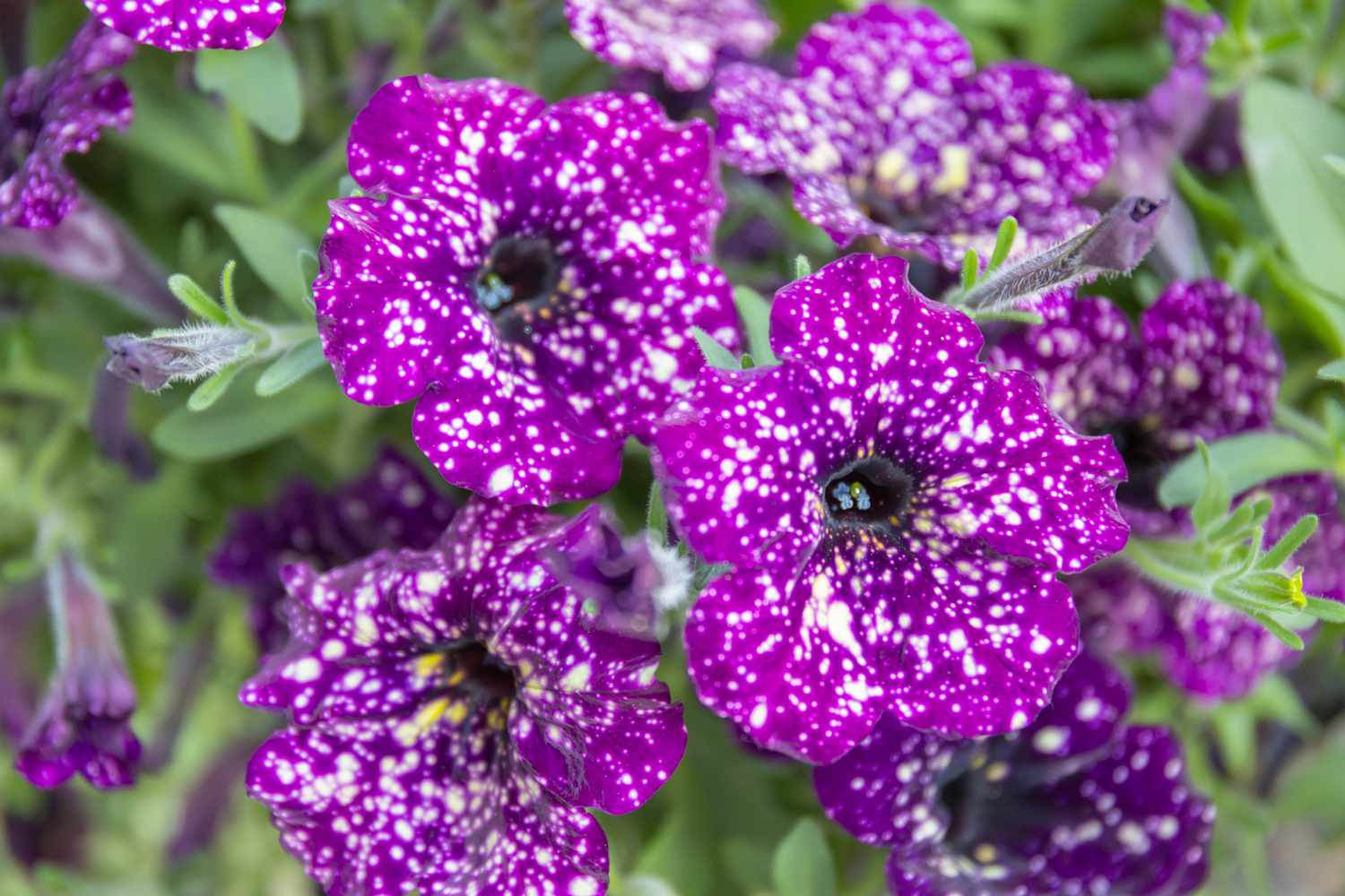 purple night sky petunias in garden