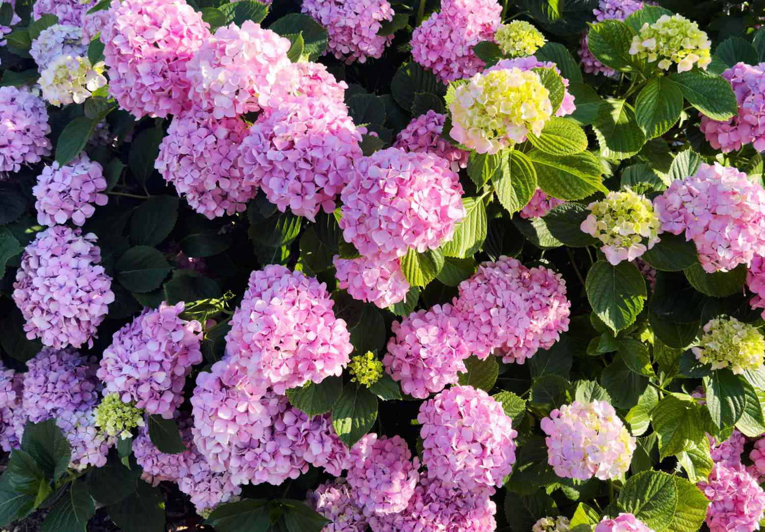 Hydrangea Macrophylla