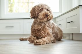 A dog lying on the floor in a bright kitchen setting casual pose breed appears to be a poodle mix