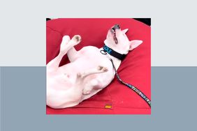 Deaf therapy dog