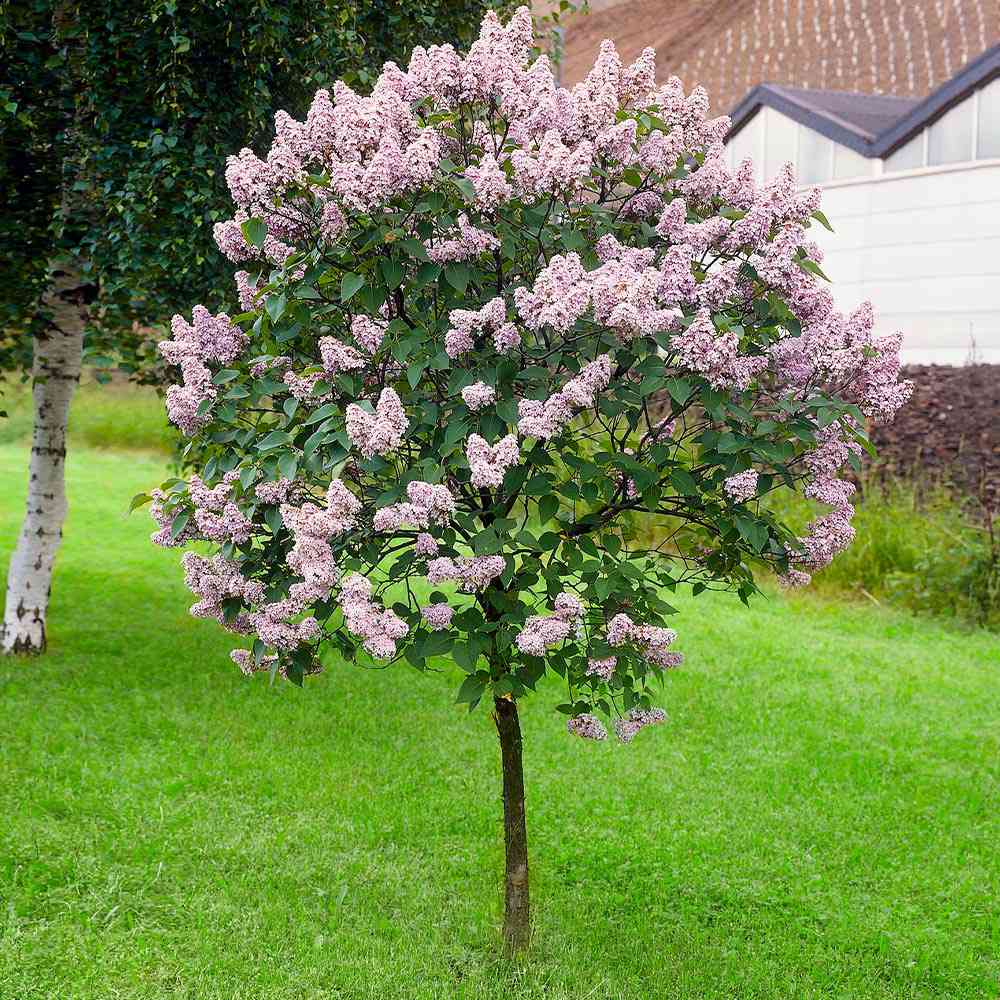Dwarf Lilac tree