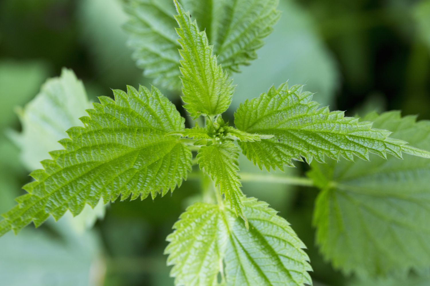 Stinging Nettle