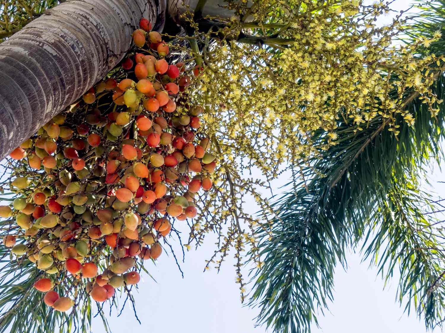 Close up low angle view date palm tree in Florida