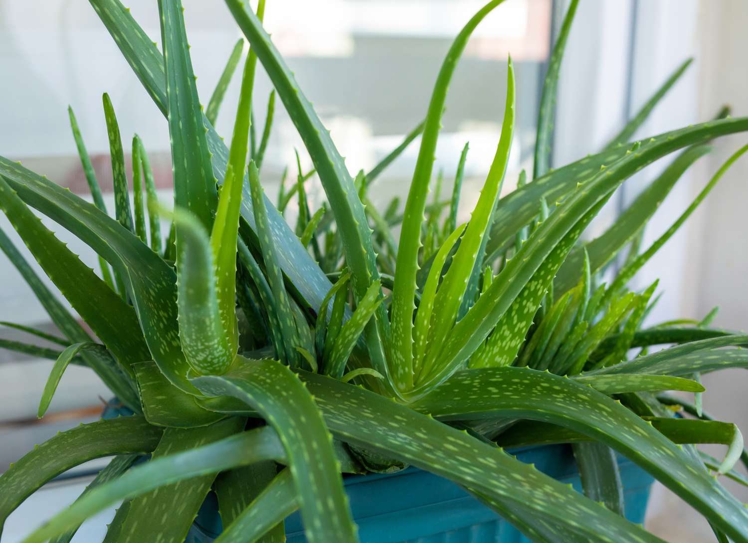 aloe vera plant near a window in blue container