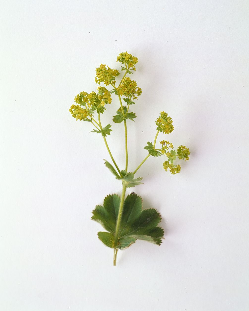 flower-glossary-ladysmantle-a98432-0415.jpg