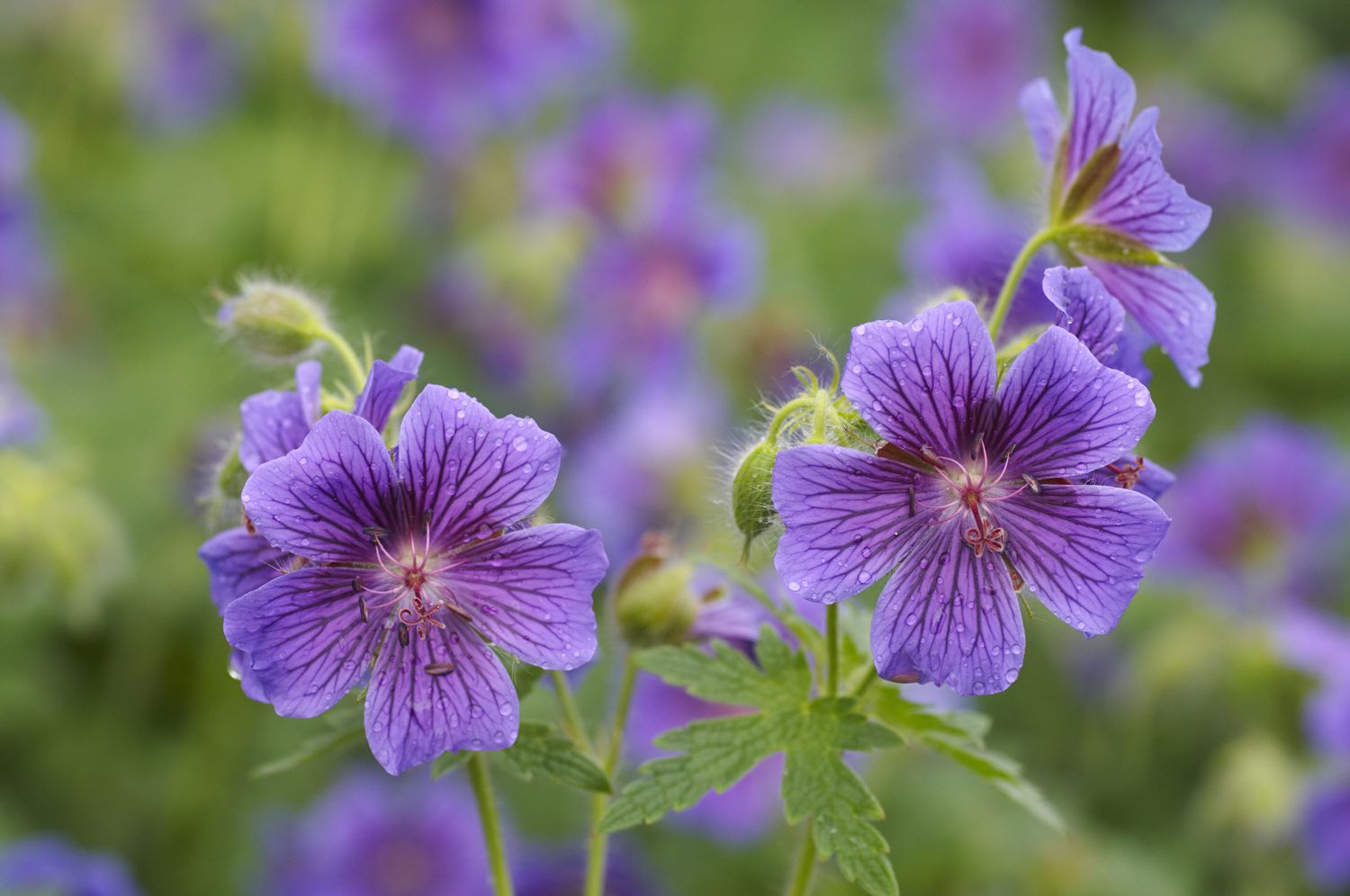 Cranesbill geraniums.