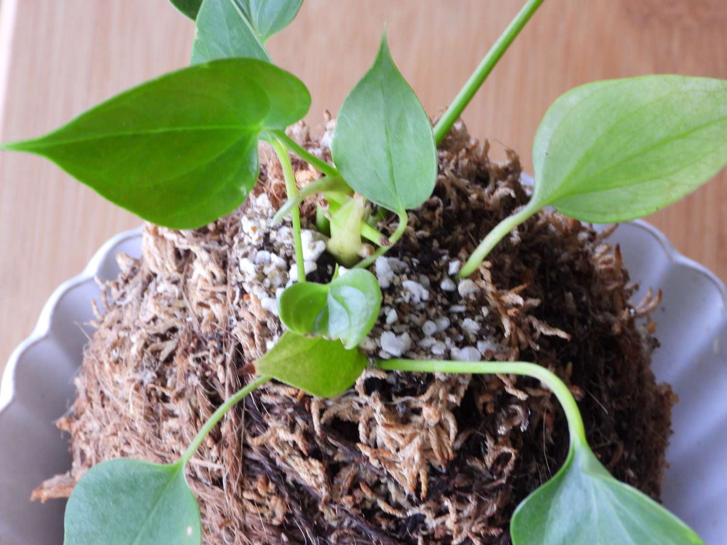 Young pothos is moss and pot
