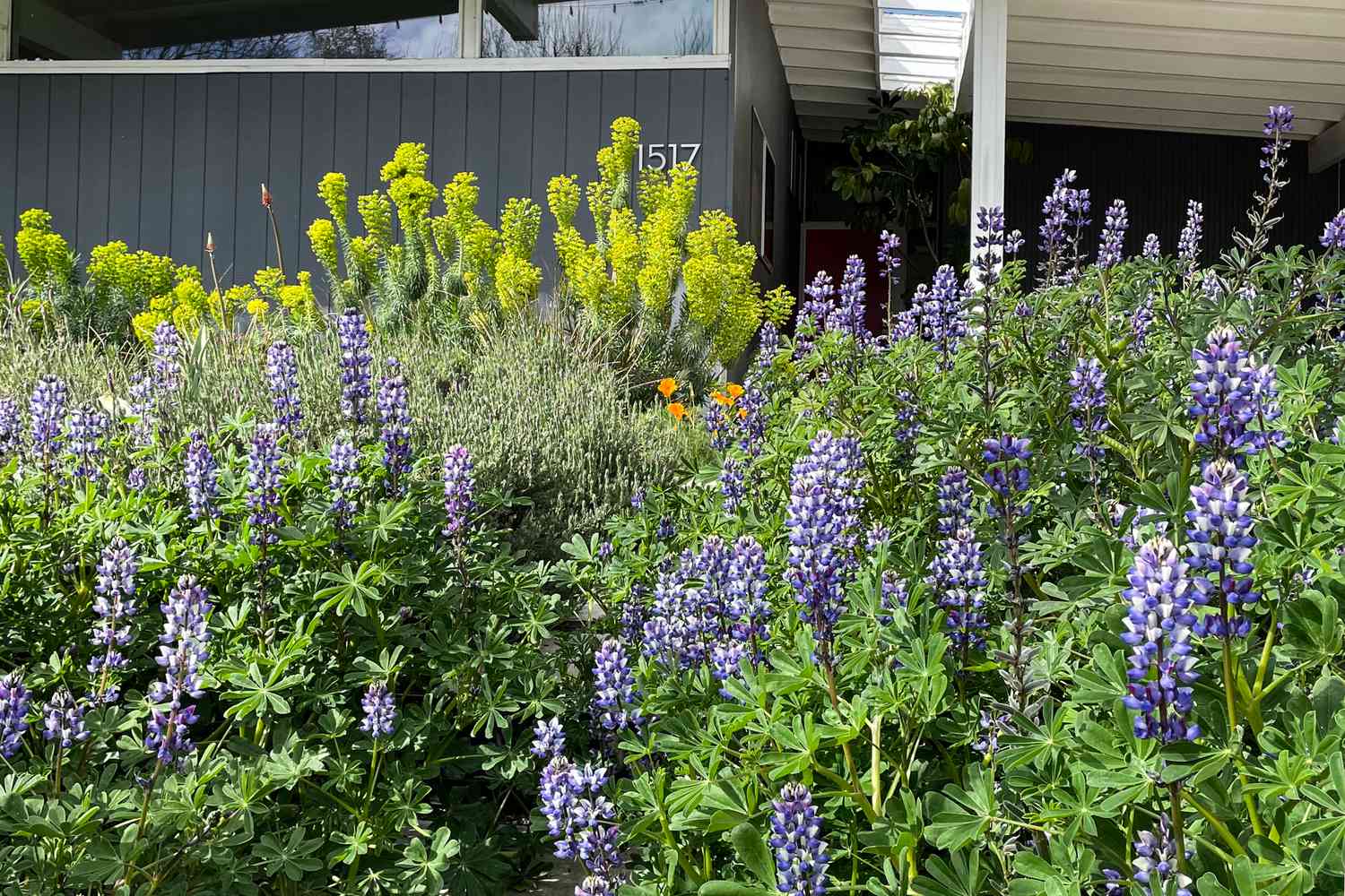 native plants and flowers in front lawn garden