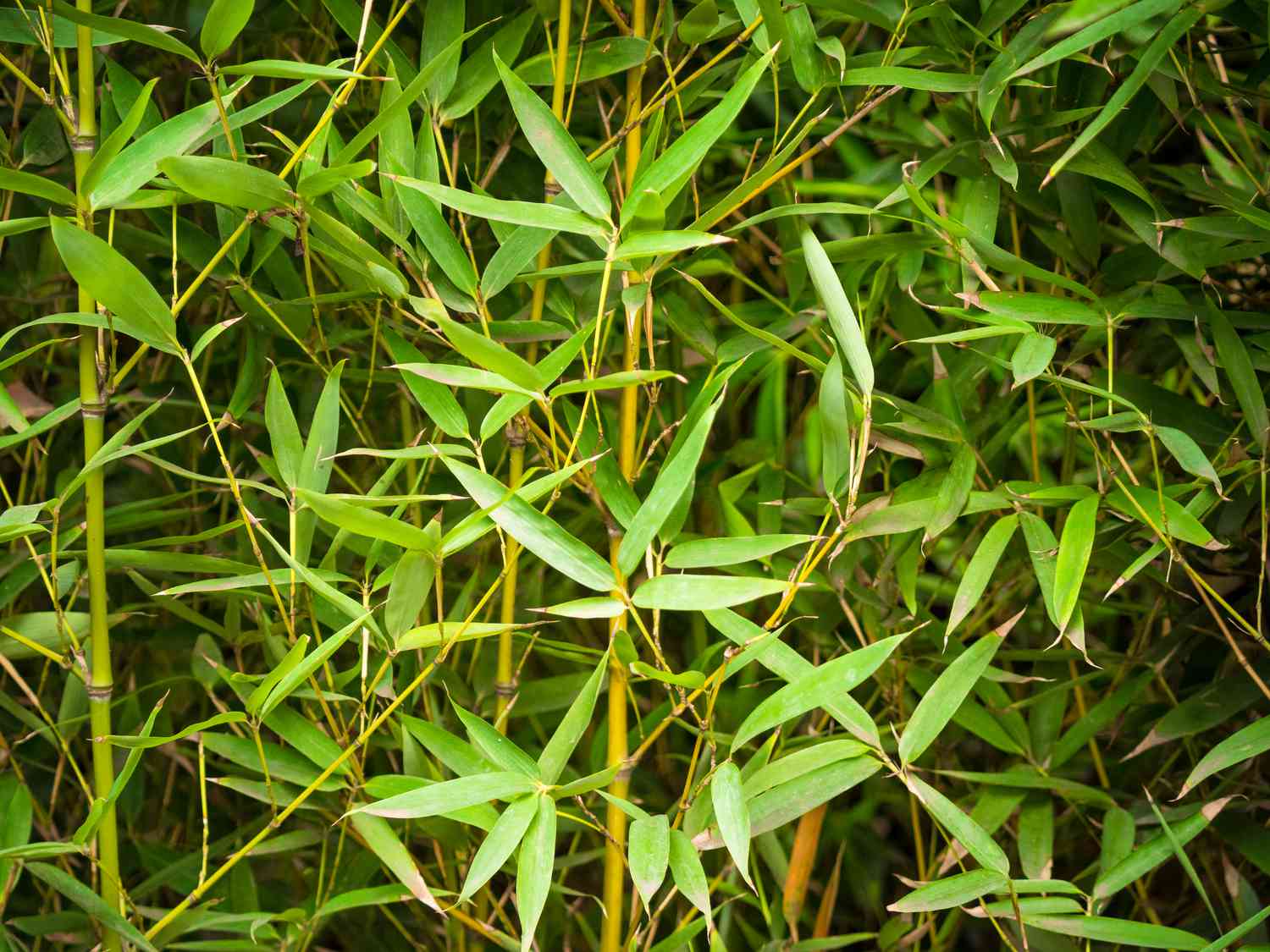 bamboo 