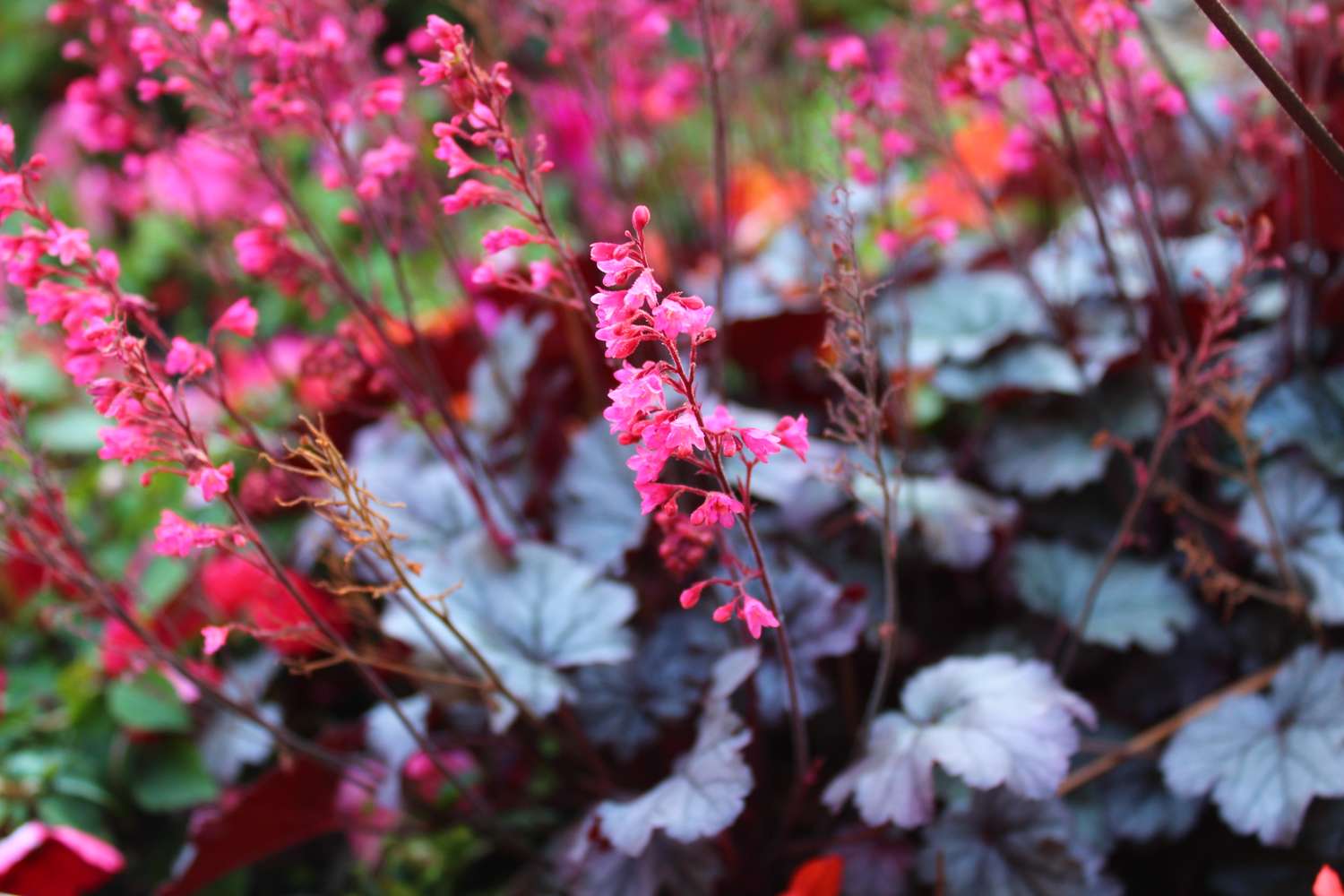 coral bells blooming in garden