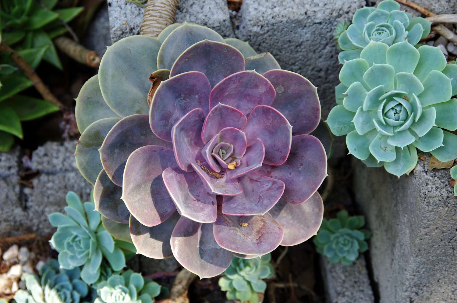 Echeveria Perle von Nurnburg