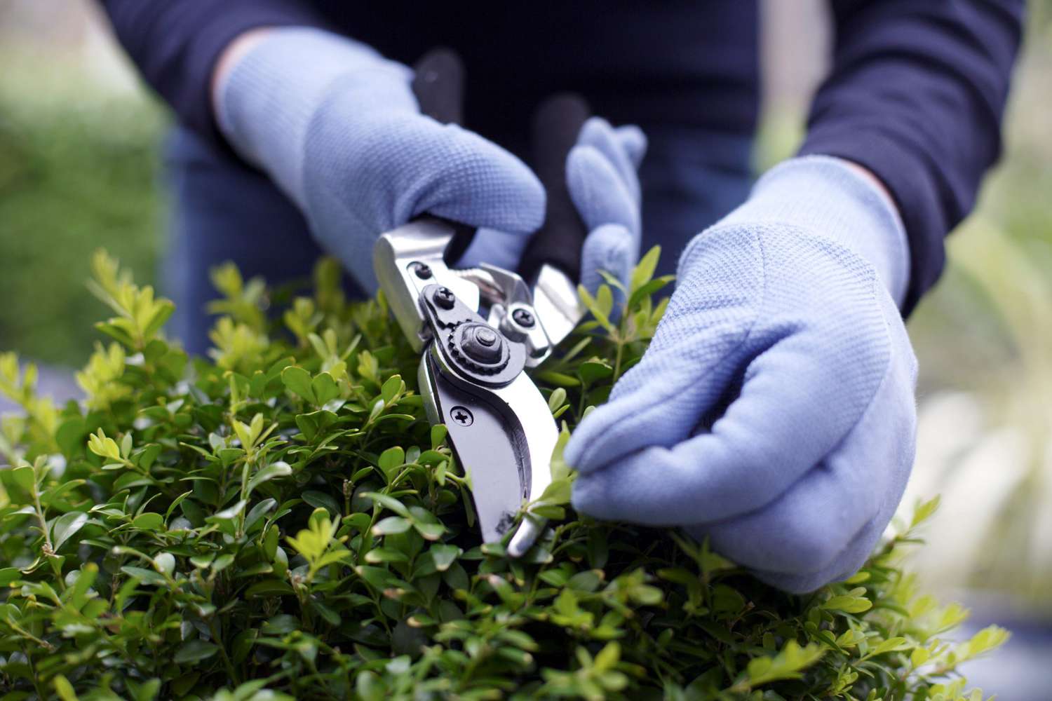 woman pruning garden shrub