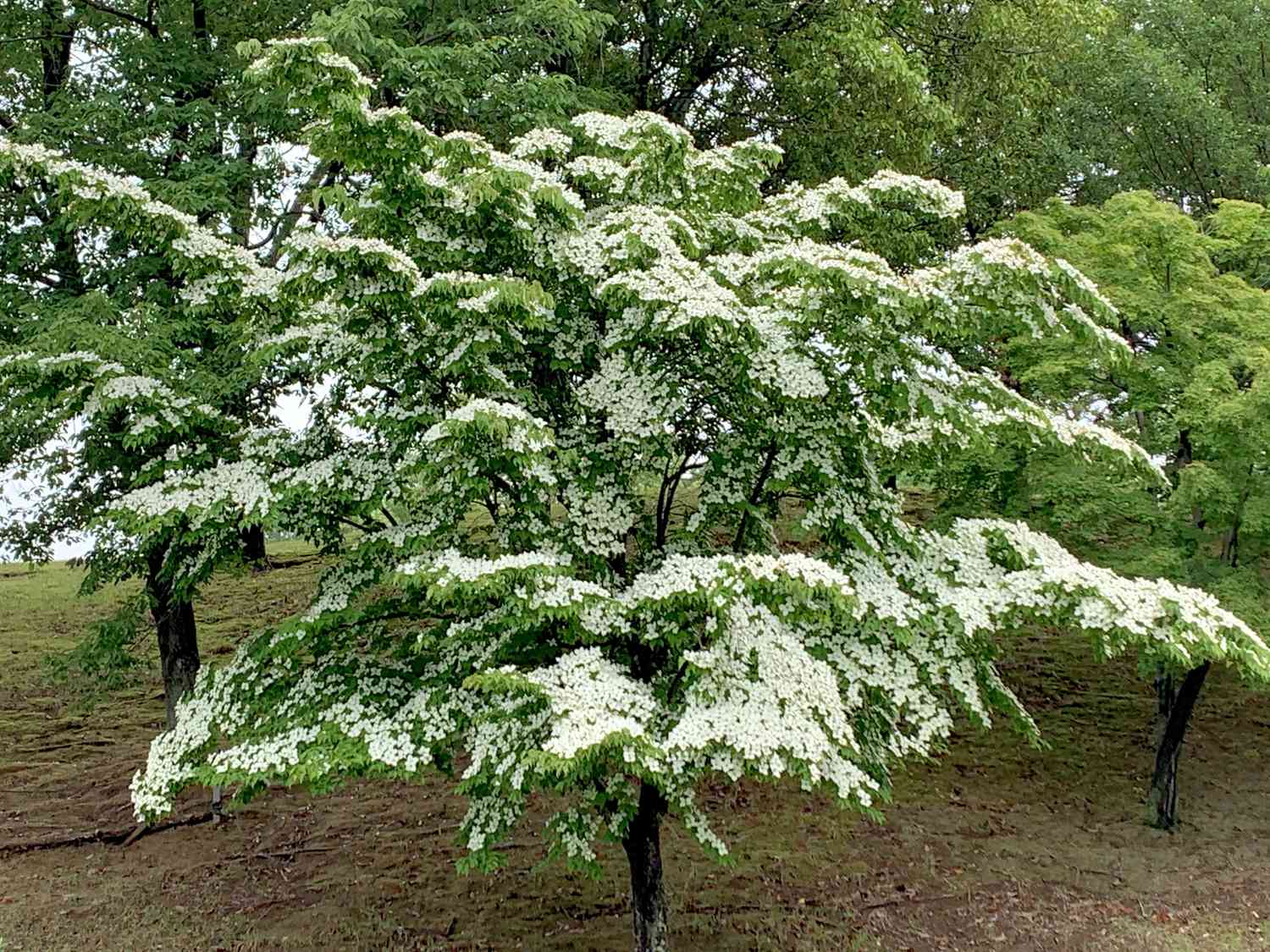 Chinese fringe tree