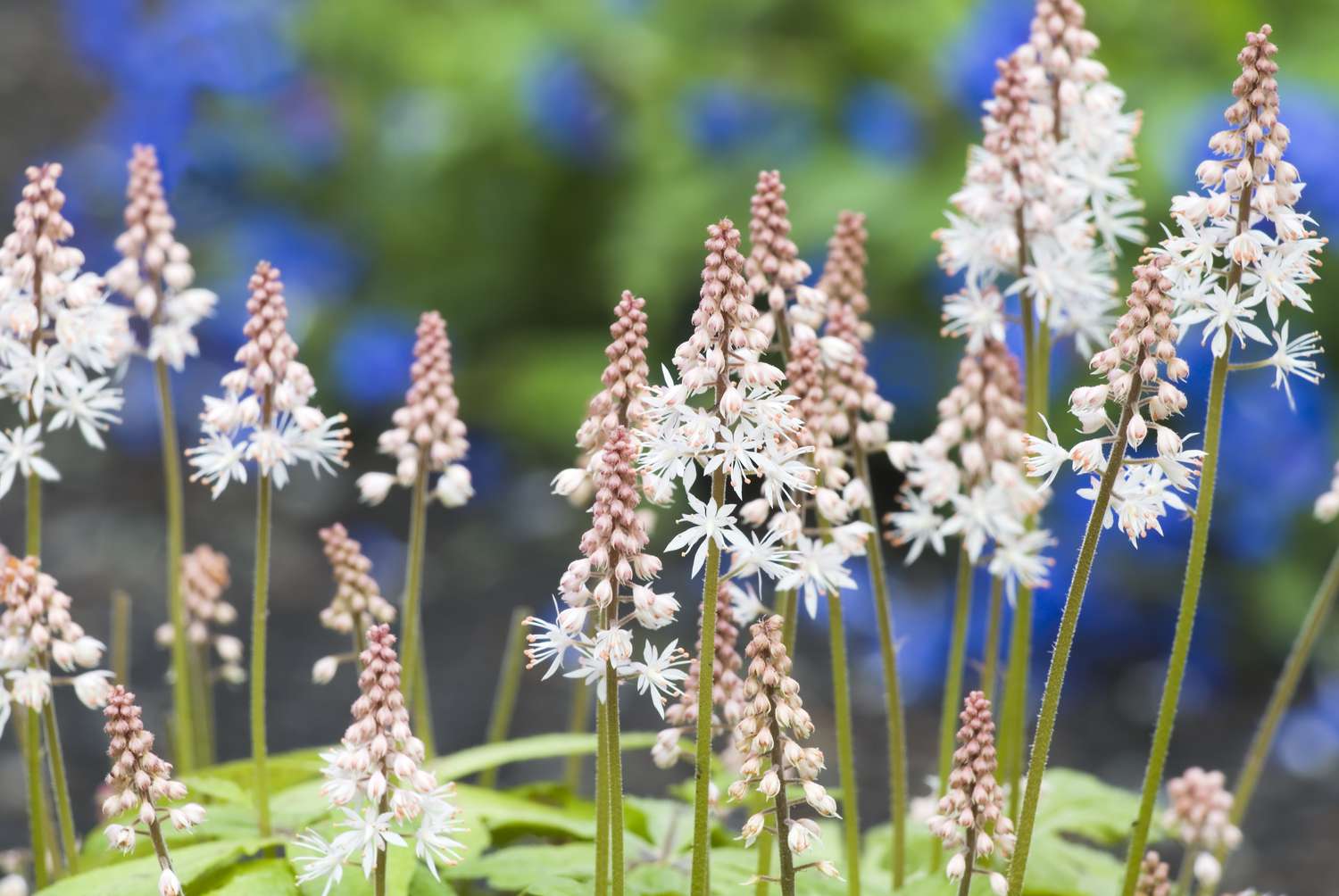 Foam flowers (Tiarella cordifolia) - II