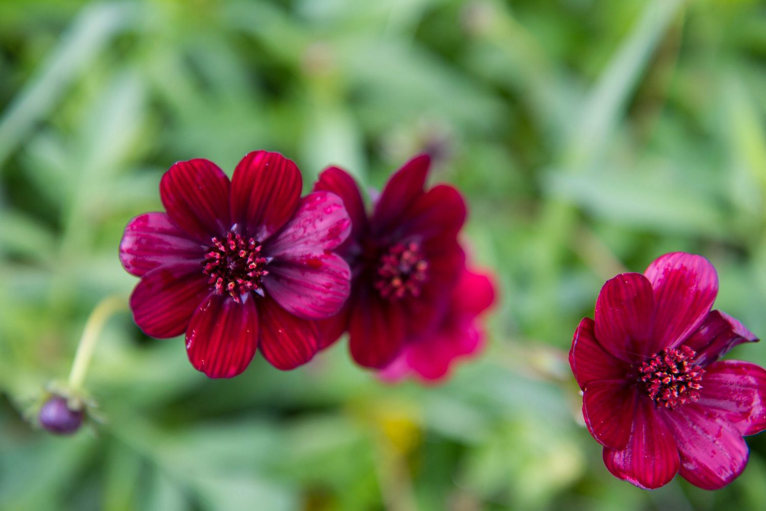 Chocolate cosmos flowers in full bloom