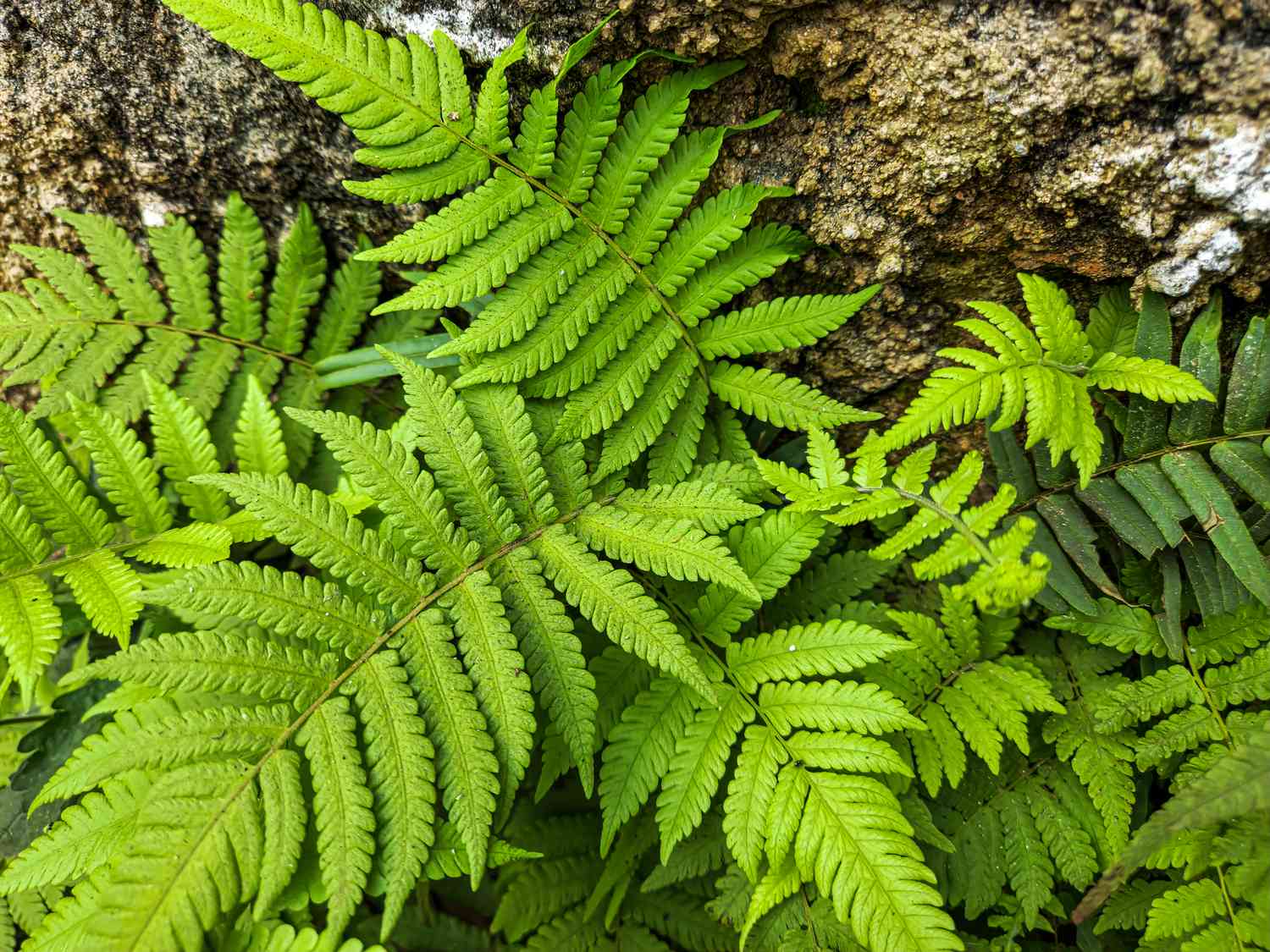 beech fern 