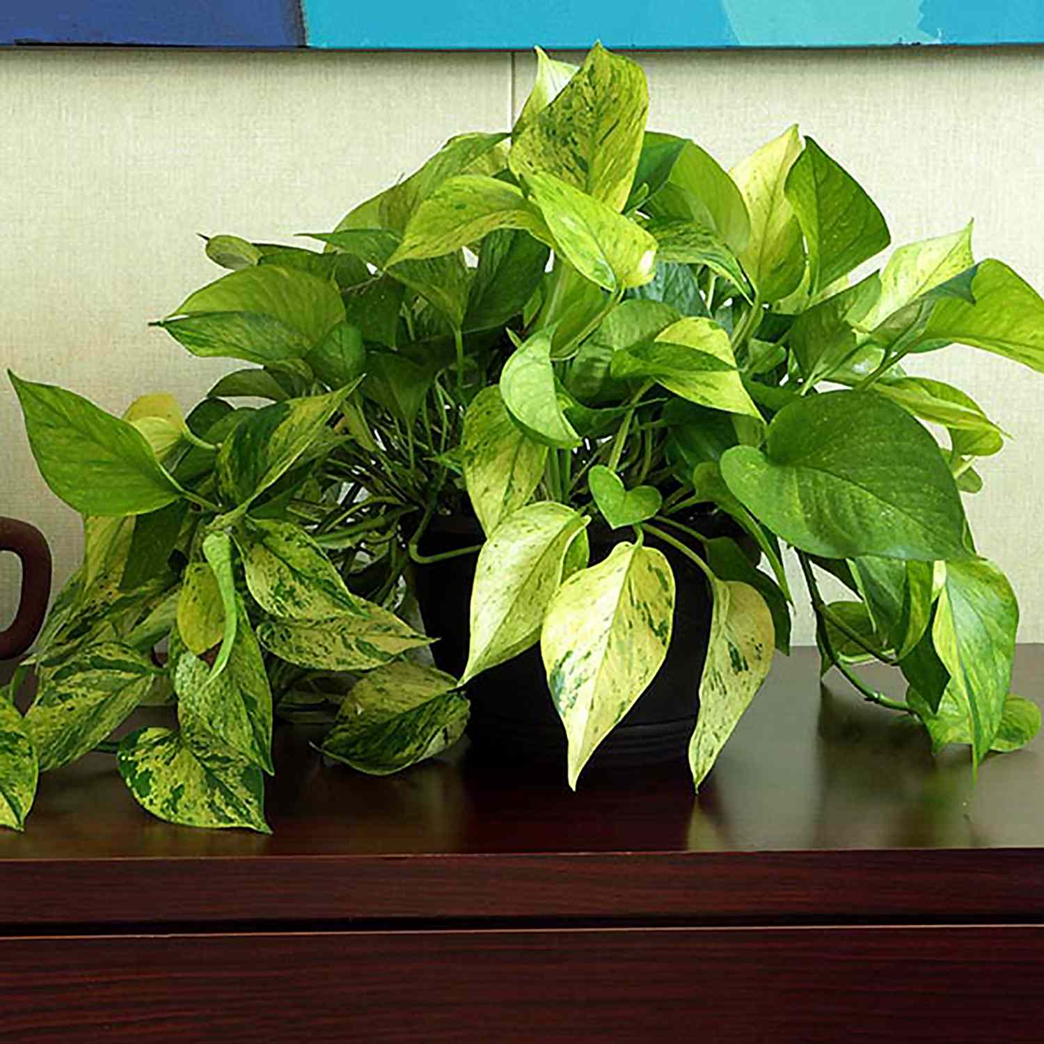 Jessenia variety of a pothos plant on a table