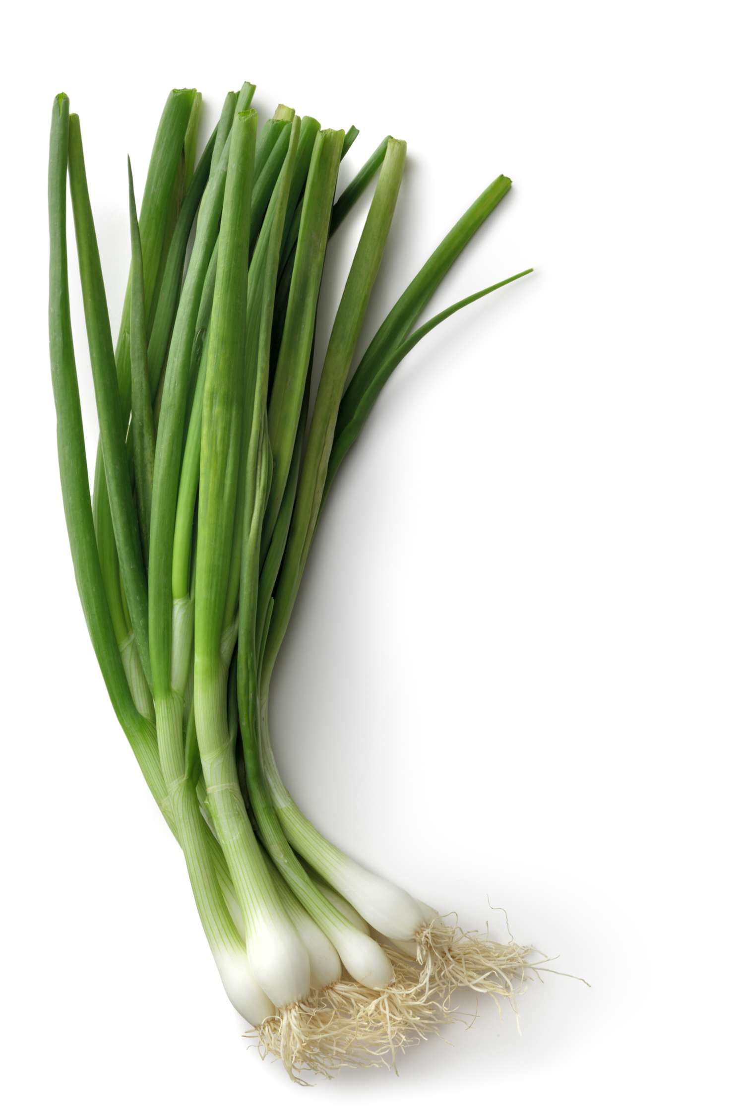 bunch of scallions