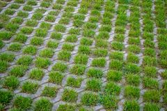 Patterned pavement with interspersed grass