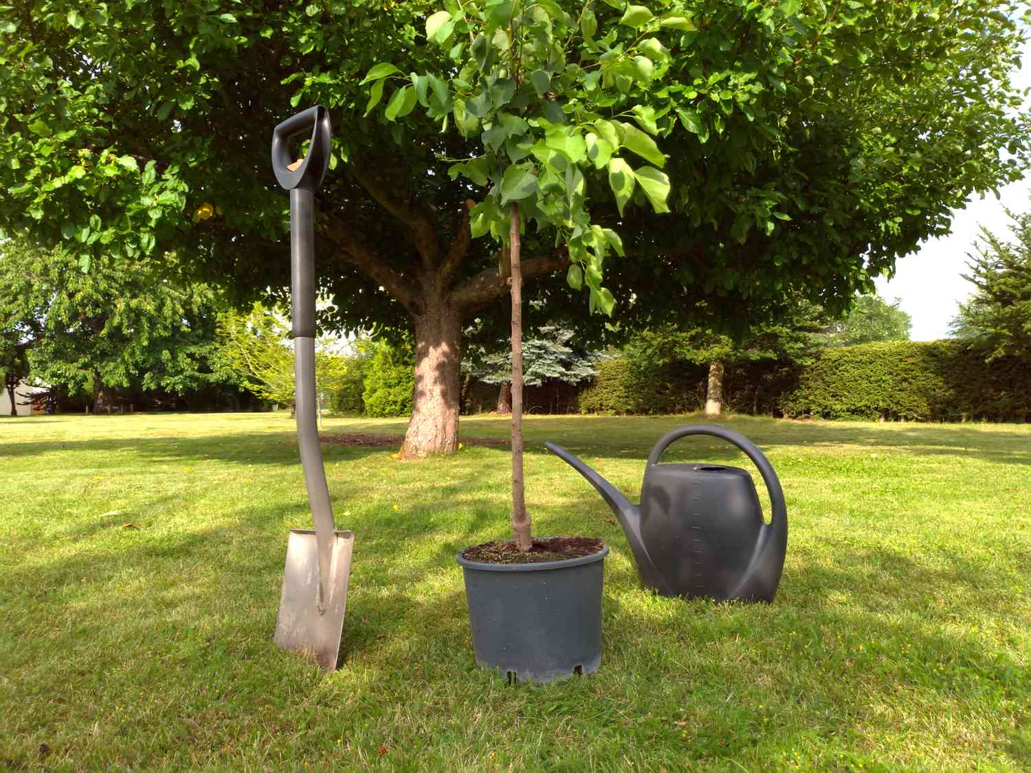 Young tree with shovel and watering can